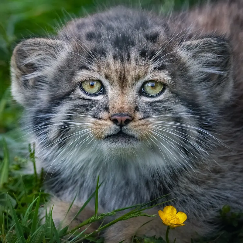 ポート・リムプネ・ワイルド・アニマル・パークのナムーの子猫 b. 2026 Ⅲの写真