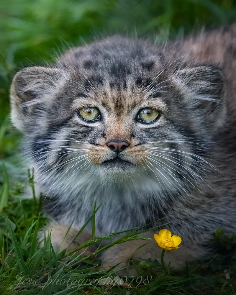 ポート・リムプネ・ワイルド・アニマル・パークのナムーの子猫 b. 2026 Ⅲの写真