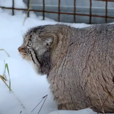 希少動物繁殖センターのイノケンティの写真