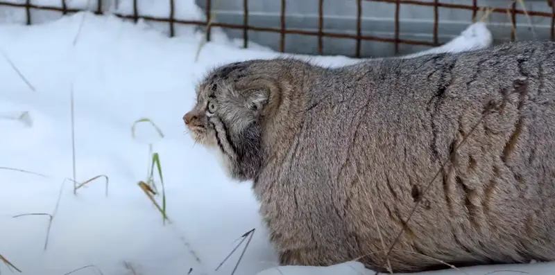 希少動物繁殖センターのイノケンティの写真