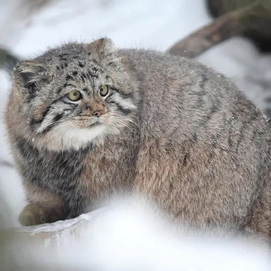 ノヴォシビルスク動物園のコソグラジクの写真