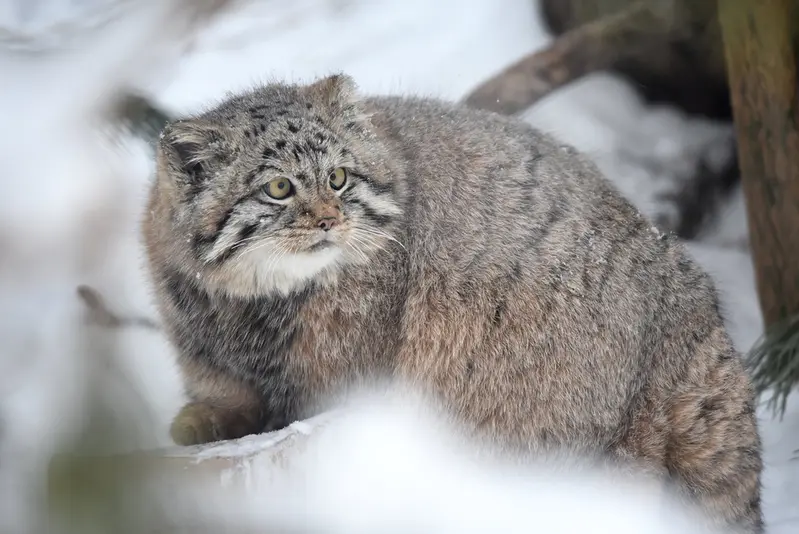 ノヴォシビルスク動物園のコソグラジクの写真