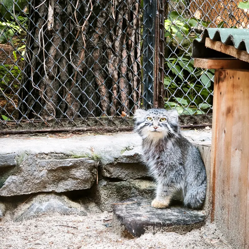 ノヴォシビルスク動物園のルフの写真