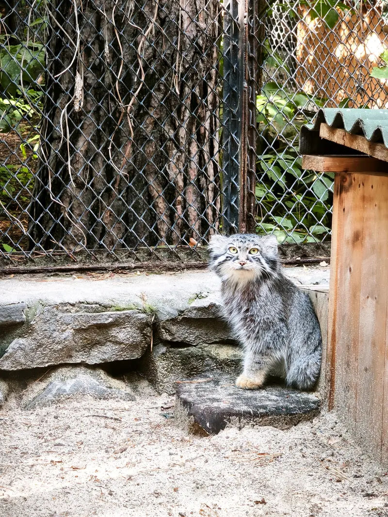 ノヴォシビルスク動物園のルフの写真