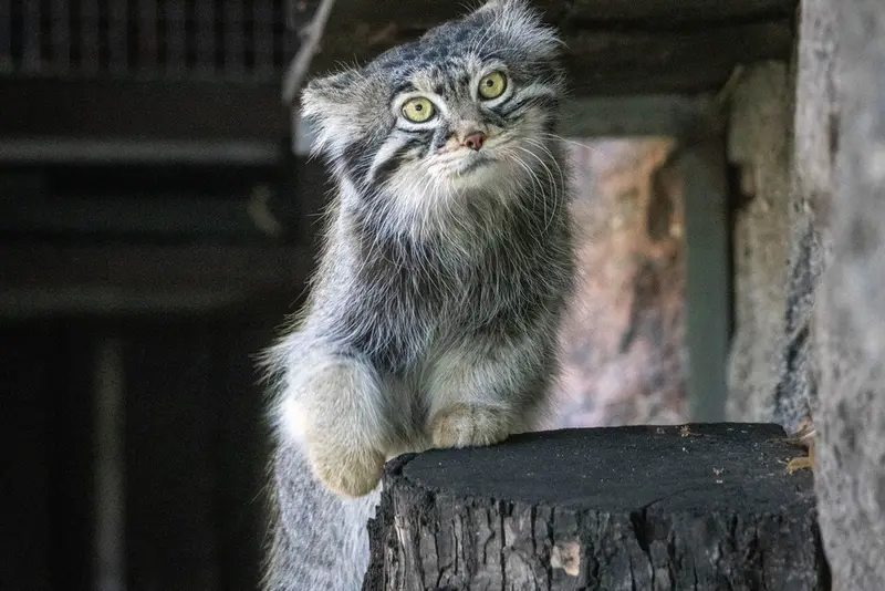 モスクワ動物園のティモフェイの写真