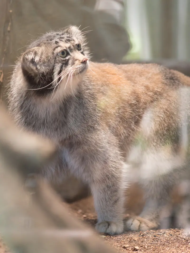 神戸市立王子動物園のイーリスの写真