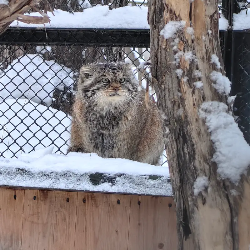 ノヴォシビルスク動物園のラストチカの写真