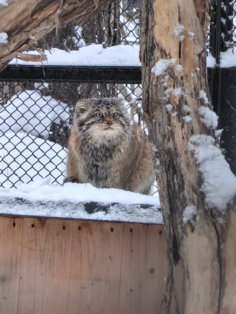 ノヴォシビルスク動物園のラストチカの写真