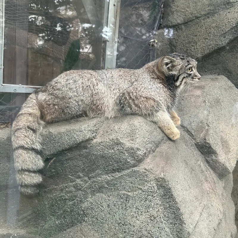 神戸どうぶつ王国のマヌルネコの写真