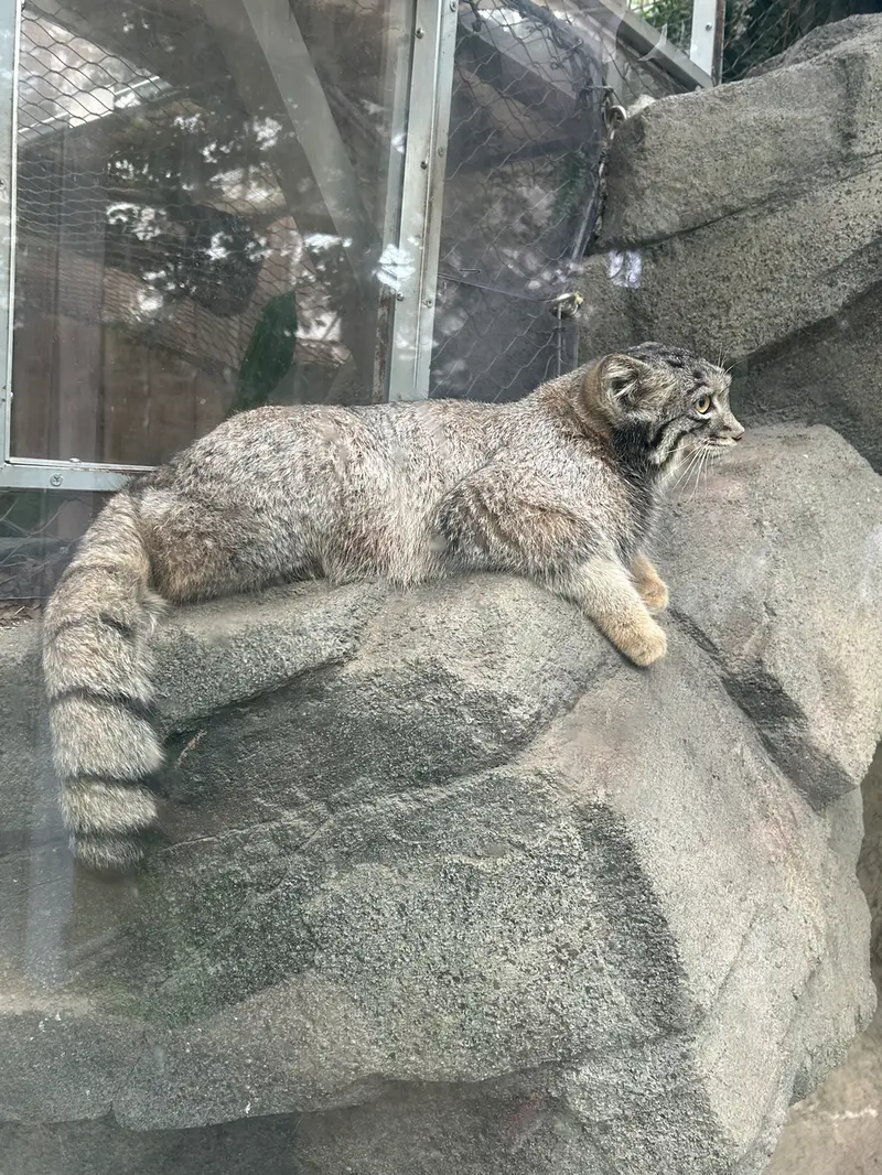 神戸どうぶつ王国のマヌルネコの写真