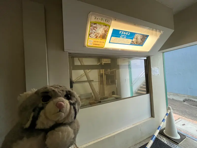 野毛山動物園のマヌルネコの写真