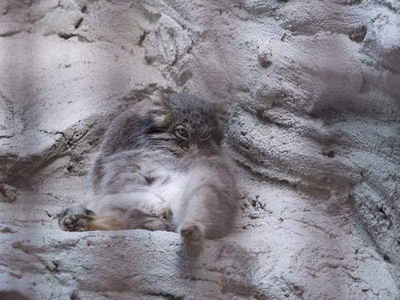 野毛山動物園のフィーガの写真