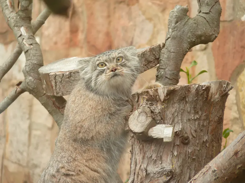 エディンバラ動物園のダッチェスの写真