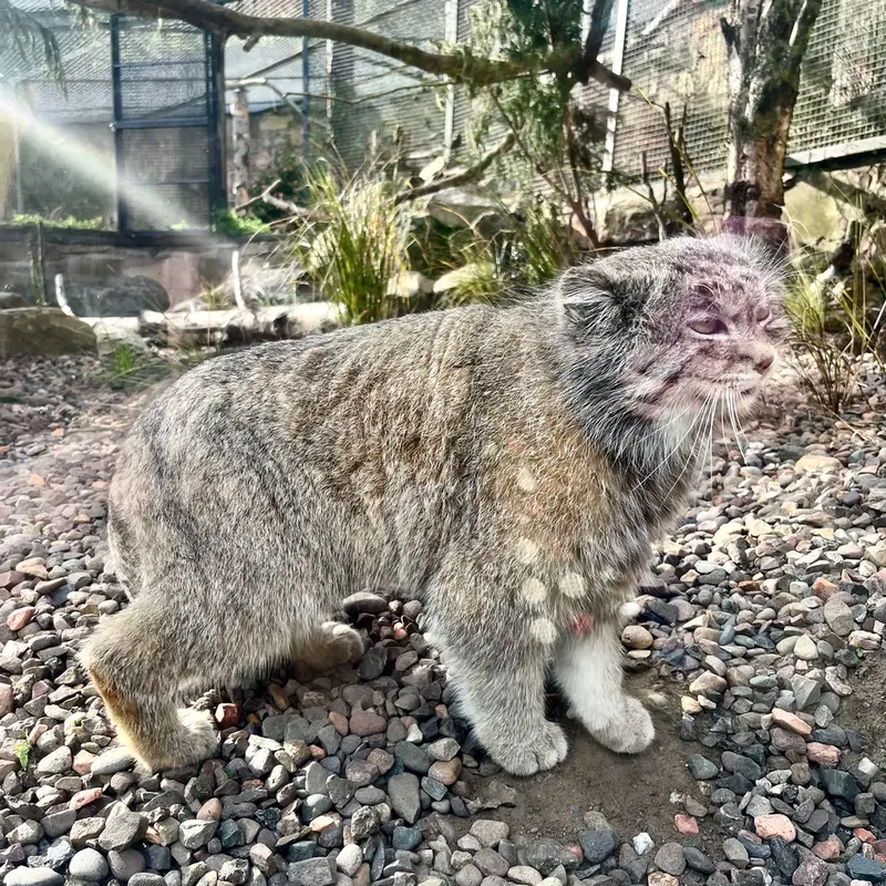 エディンバラ動物園のアキコの写真