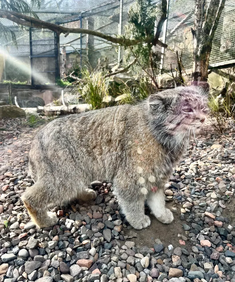 エディンバラ動物園のアキコの写真