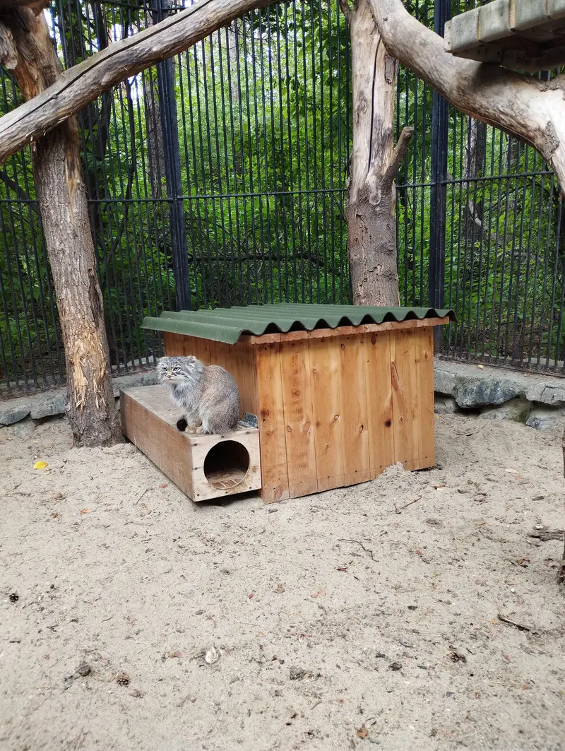 ノヴォシビルスク動物園のマヌルネコの写真