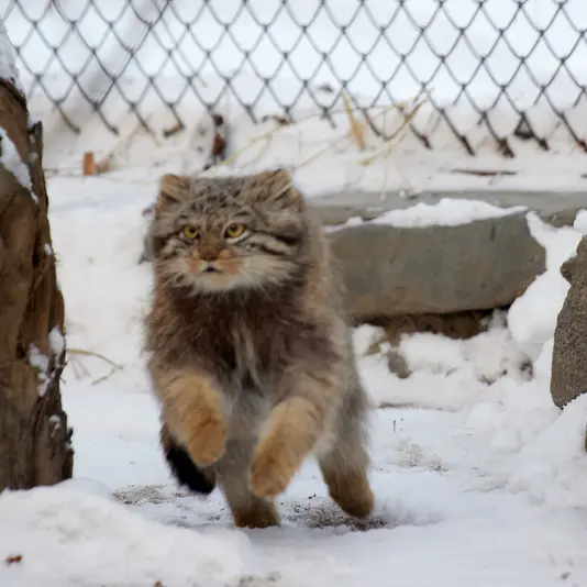 ノヴォシビルスク動物園のスネジンカの写真