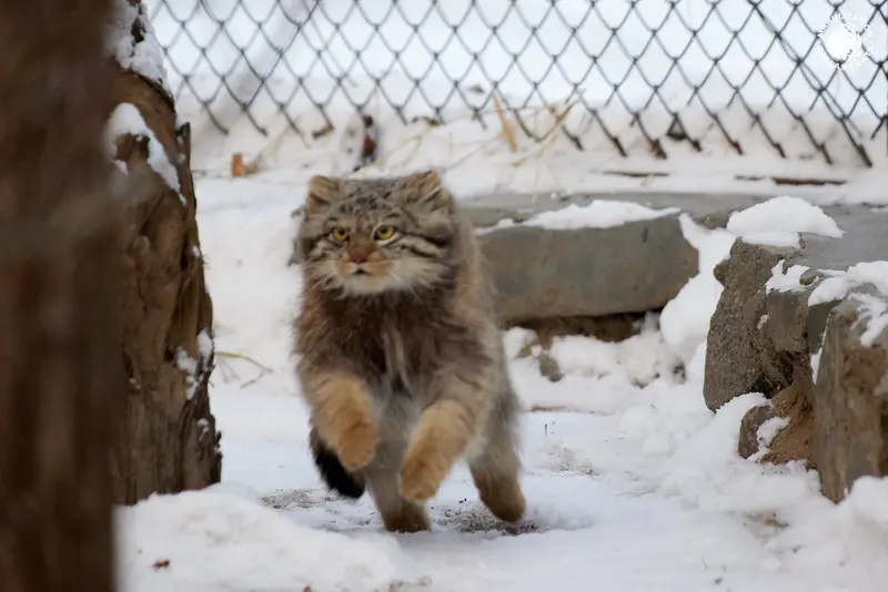 ノヴォシビルスク動物園のスネジンカの写真