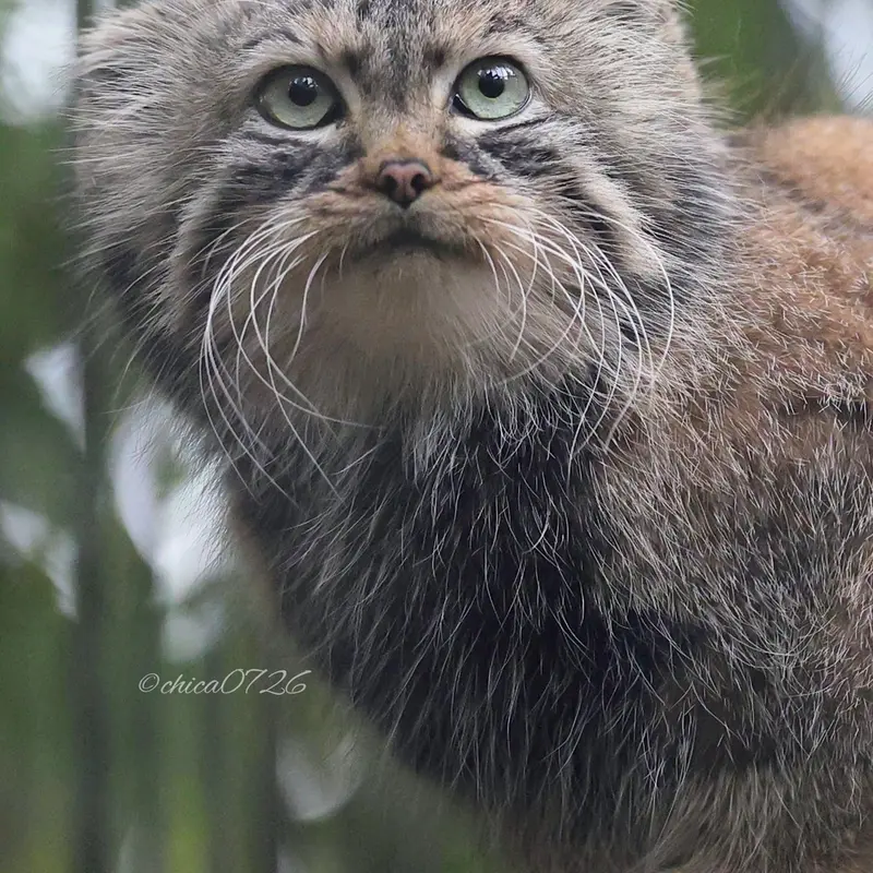 ノヴォシビルスク動物園のガビの写真