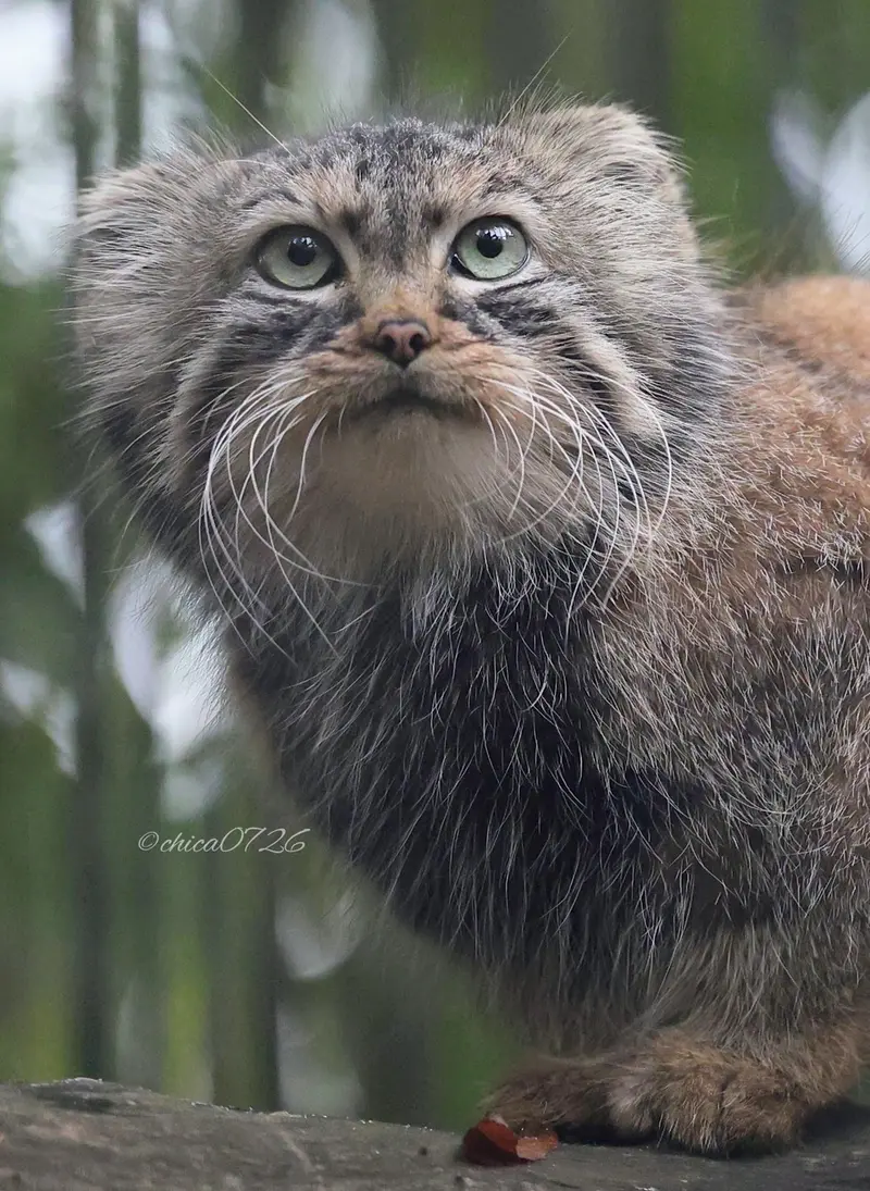 ノヴォシビルスク動物園のガビの写真