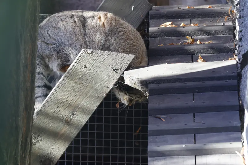 モスクワ動物園のティモフェイの写真