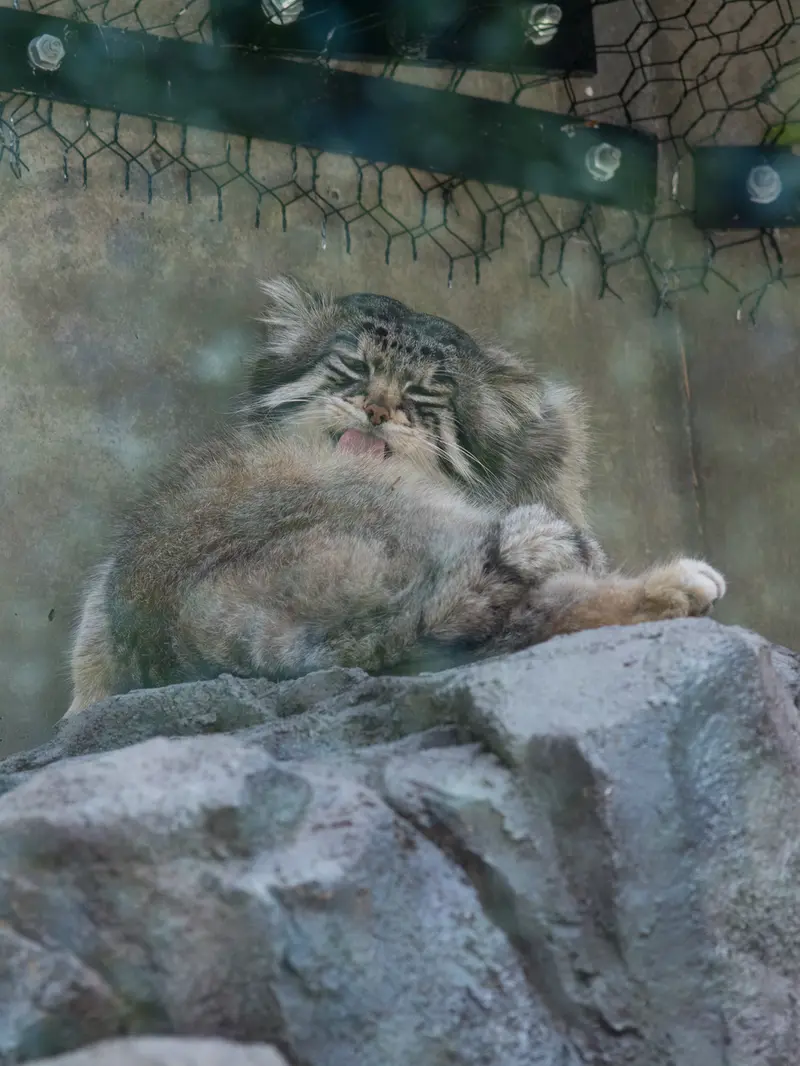 旭山動物園のグルーシャの写真
