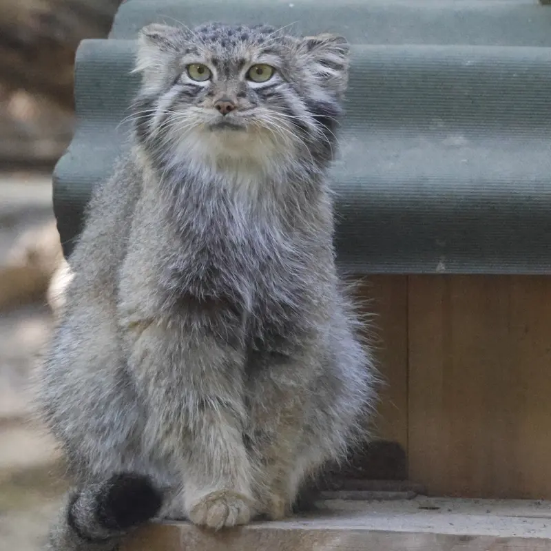 ノヴォシビルスク動物園のスネジャナの写真
