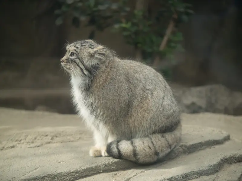 神戸どうぶつ王国のアズの写真