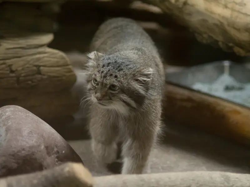 恩賜上野動物園のクリョンの写真