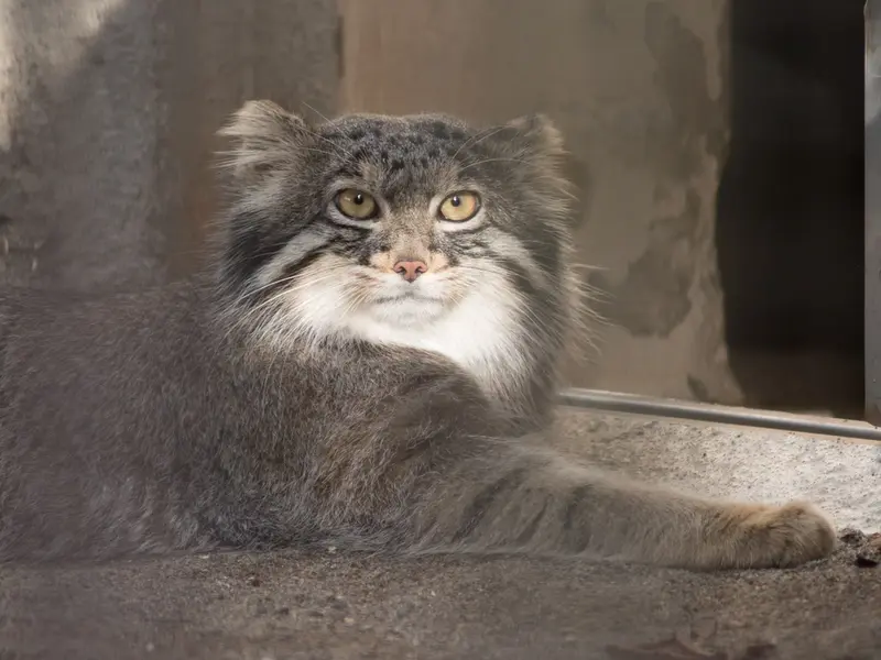 野毛山動物園のフィーガの写真