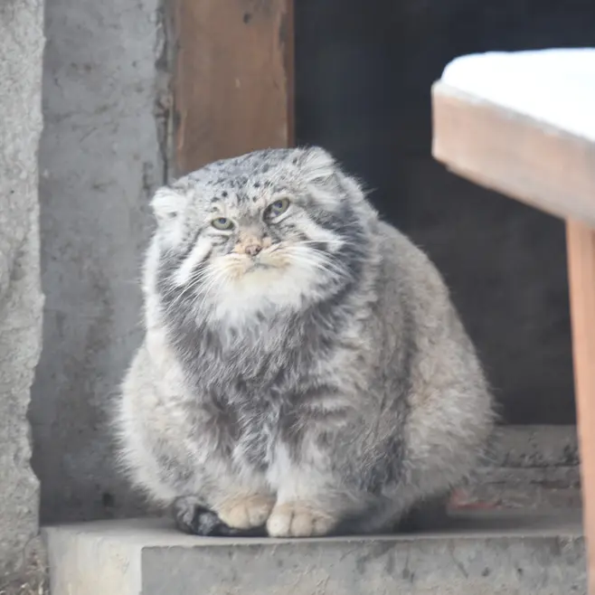 モスクワ動物園のヴァディムの写真