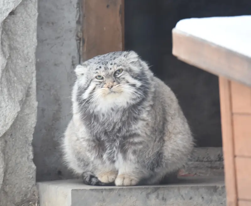 モスクワ動物園のヴァディムの写真