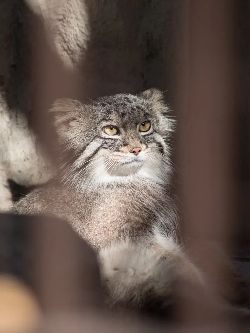 野毛山動物園のフィーガの写真