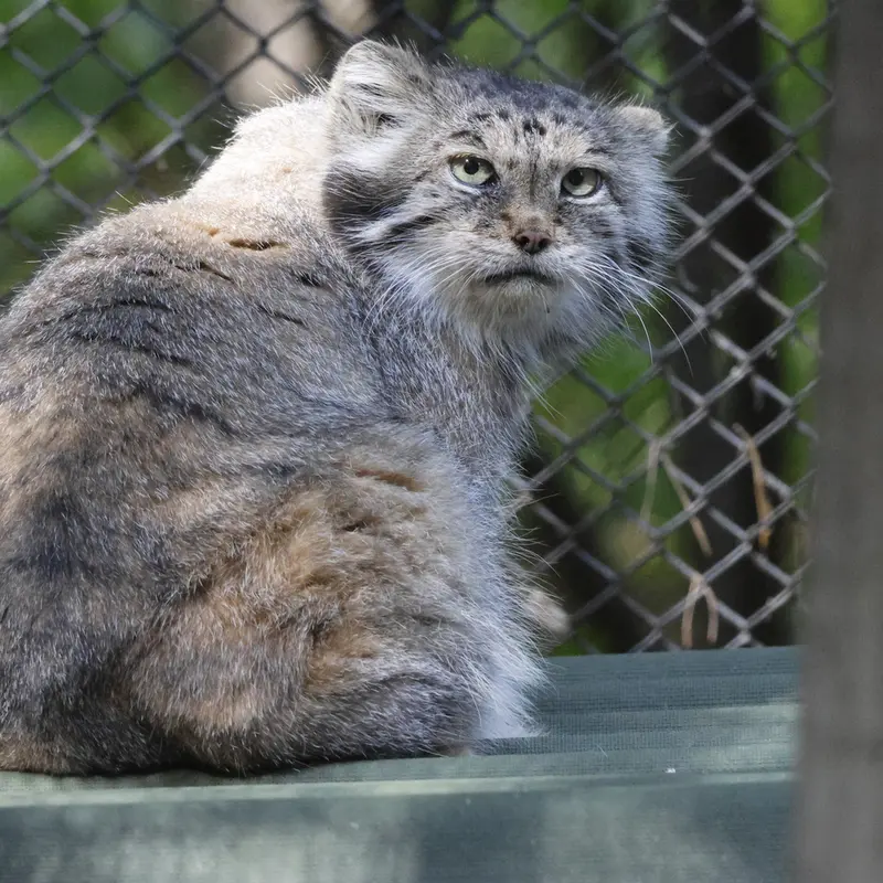 ノヴォシビルスク動物園のラストチカの写真