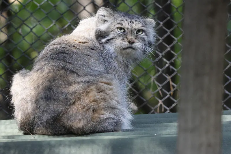 ノヴォシビルスク動物園のラストチカの写真