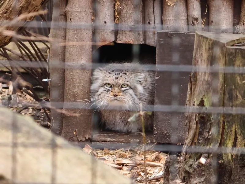 ワルシャワ動物園のジェシーの写真