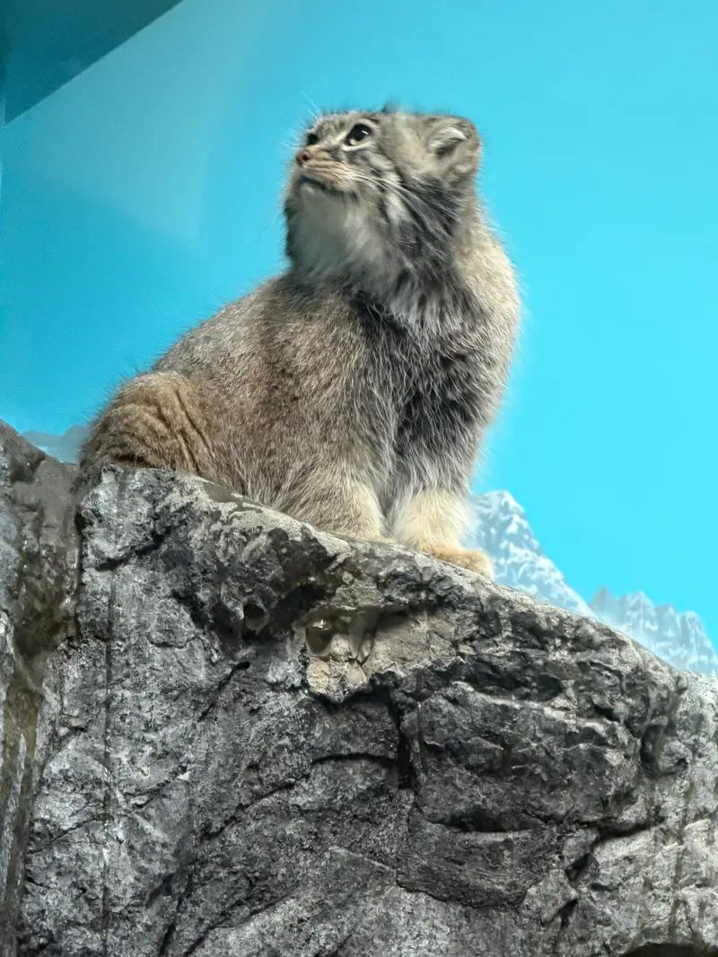 シンシナティ動物園のイザベルの写真