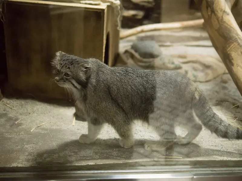 恩賜上野動物園のクリョンの写真