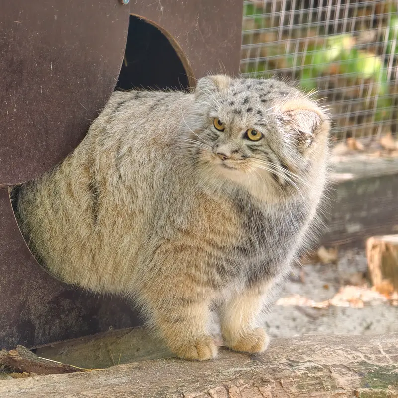コシツェ動物園のアラニの子（2026年生まれ）Ⅱの写真