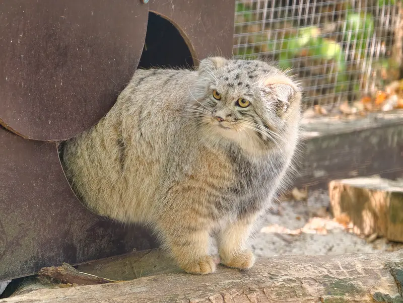コシツェ動物園のアラニの子（2026年生まれ）Ⅱの写真