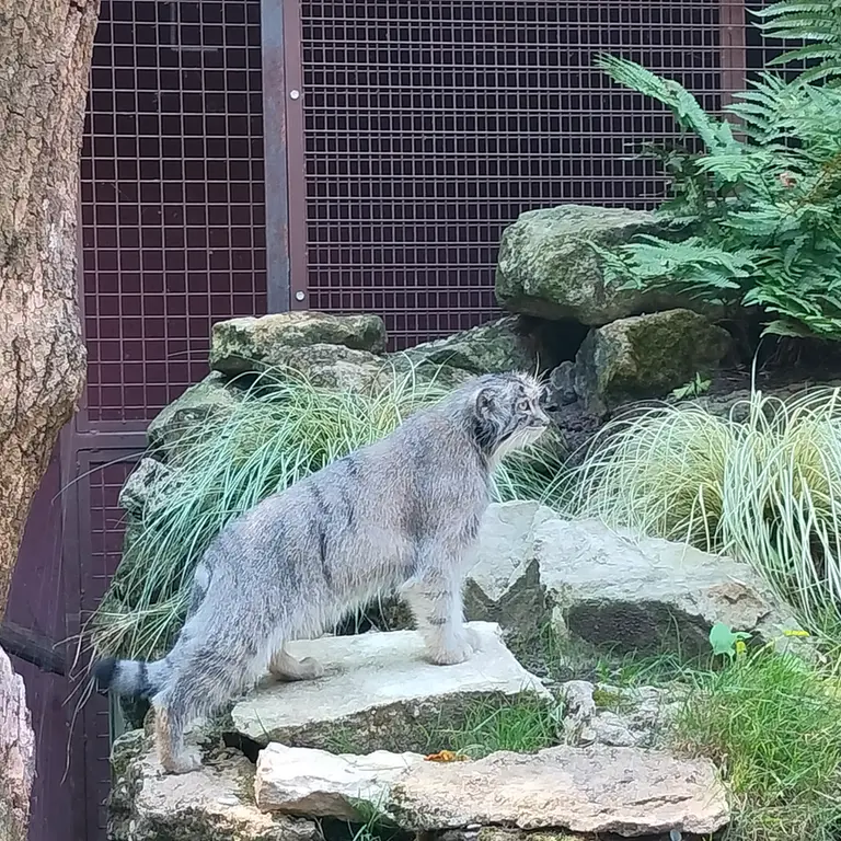 ジャルダン・デ・プラント動物園のコッリ・オッリの写真