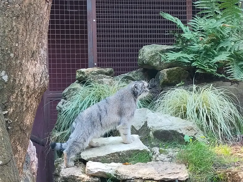 ジャルダン・デ・プラント動物園のコッリ・オッリの写真