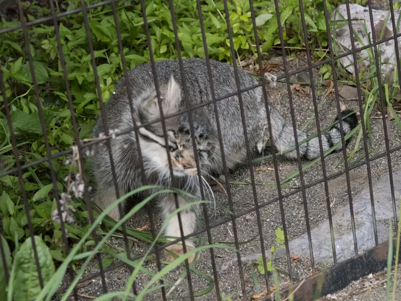 旭山動物園のヒデの写真