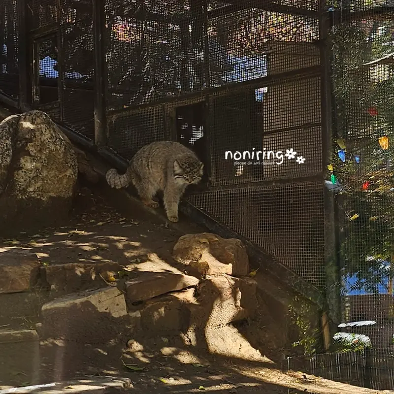 プエブロ動物園のオリーブの写真