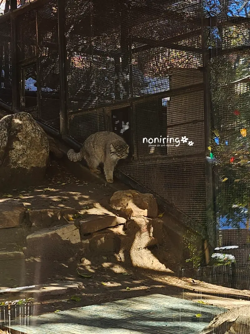 プエブロ動物園のオリーブの写真