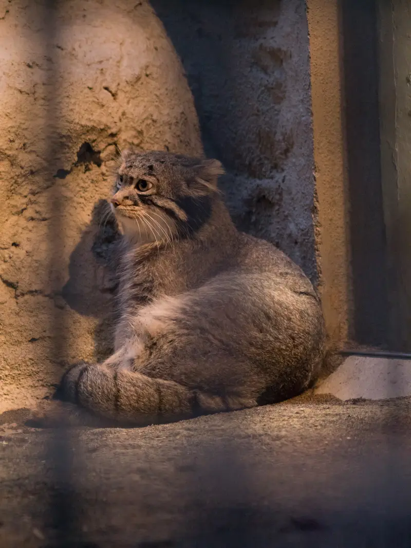 野毛山動物園のフィーガの写真