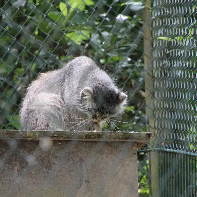 オペル動物園のバトゥの写真