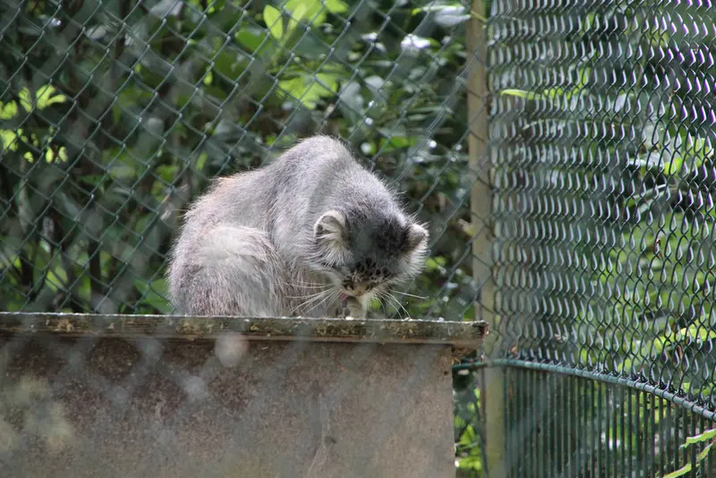 オペル動物園のバトゥの写真