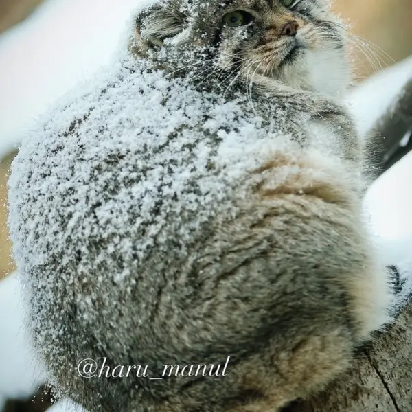 那須どうぶつ王国のレフの写真