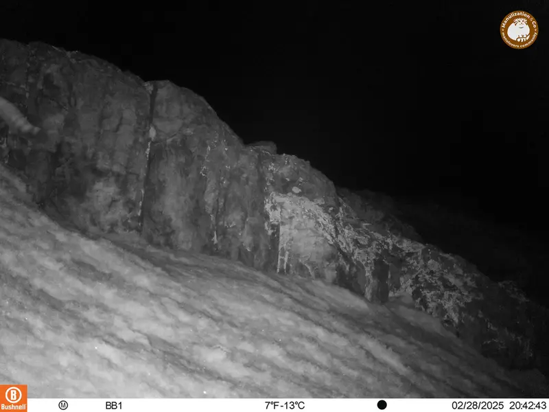 アクタス＝クンコラ［新］カメラトラップで撮影したOtocolobus manul manulの写真
